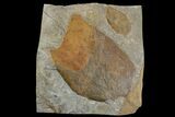 Two Fossil Leaves (Platanus) - Montana #165014-2